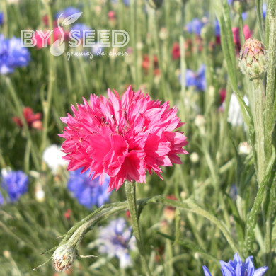 Centaurée barbeau Red Boy