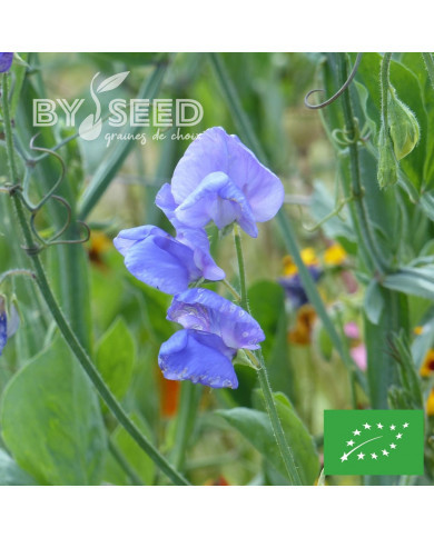 Pois de senteur Spencer Noel Sutton BIO