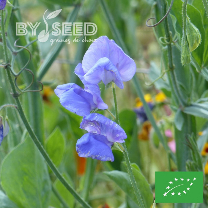 Pois de senteur Spencer Noel Sutton BIO