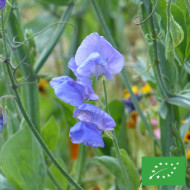 Pois de senteur Spencer Noel Sutton BIO