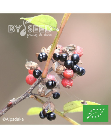 Poivrier du Timut BIO