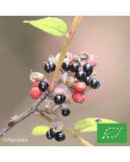 Zinnia Lilliput Oklahoma Salmon