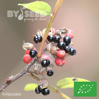 Poivrier du Timut BIO