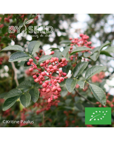 Poivrier du Sichuan BIO