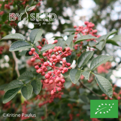 Poivrier du Sichuan BIO