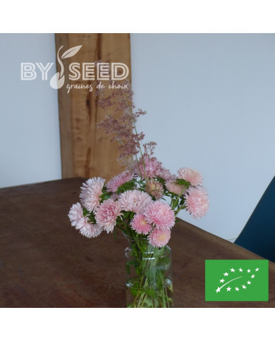 Reine-marguerite King Size Apricot BIO