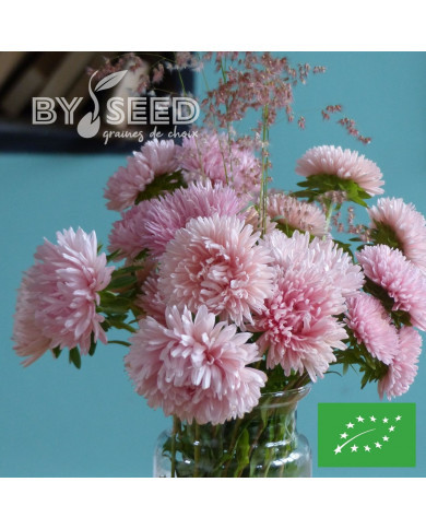 Reine-marguerite King Size Apricot BIO