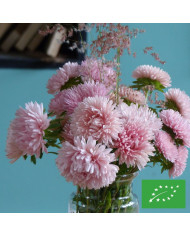 Souci Sunset Buff BIO