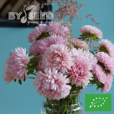 Reine-marguerite King Size Apricot BIO