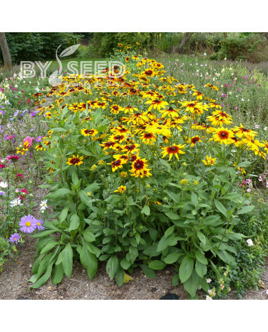 Rudbéckia Gloriosa Daisy