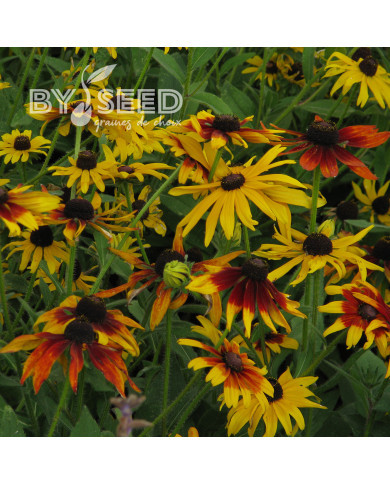 Rudbéckia Gloriosa Daisy