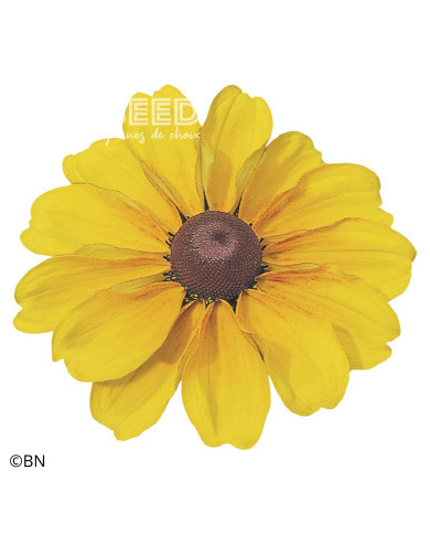 Rudbéckia Toto® Gold (graines enrobées)
