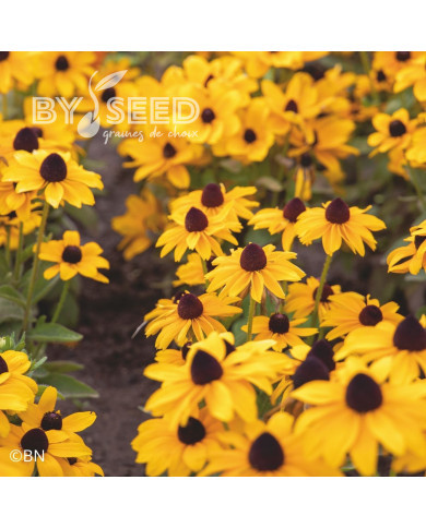 Rudbéckia Toto® Gold (graines enrobées)