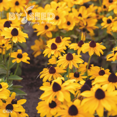 Rudbéckia Toto® Gold (graines enrobées)