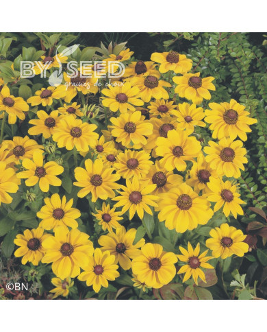 Rudbéckia Toto® Gold (graines enrobées)