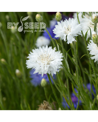 Centaurée barbeau Snowman