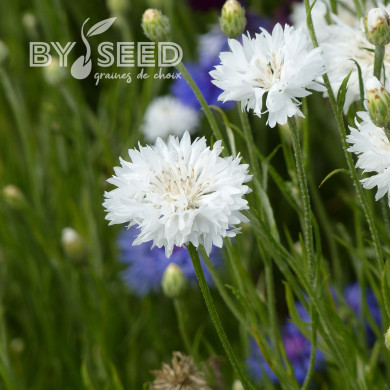 Centaurée barbeau Snowman