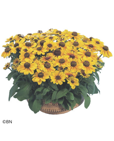 Rudbéckia Toto® Gold (graines enrobées)