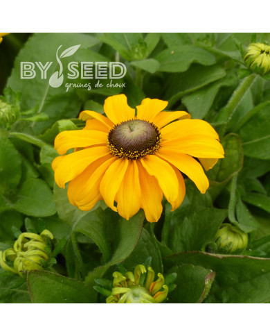 Rudbéckia Toto® Gold (graines enrobées)