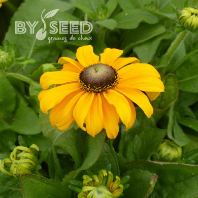 Rudbéckia Toto® Gold (graines enrobées)