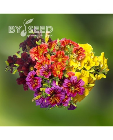 Salpiglossis sinuata Royale F1 Mix (graines enrobées)