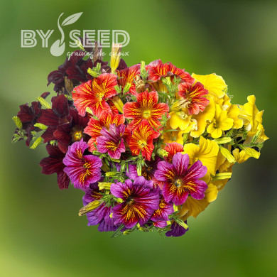 Salpiglossis sinuata Royale F1 Mix (graines enrobées)