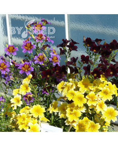 Salpiglossis sinuata Royale F1 Mix (graines enrobées)