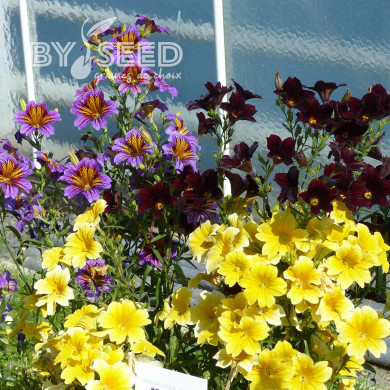 Salpiglossis sinuata Royale F1 Mix (graines enrobées)