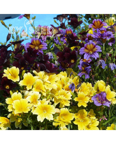 Salpiglossis sinuata Royale F1 Mix (graines enrobées)