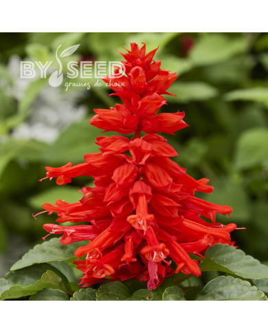 Sauge splendens Reddy