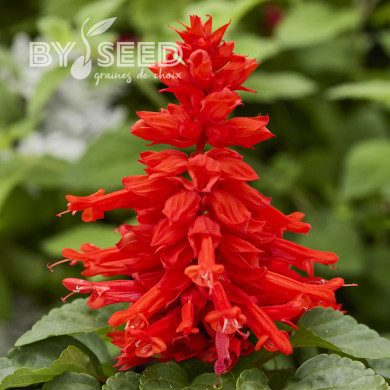 Sauge splendens Reddy