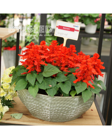 Sauge splendens Reddy