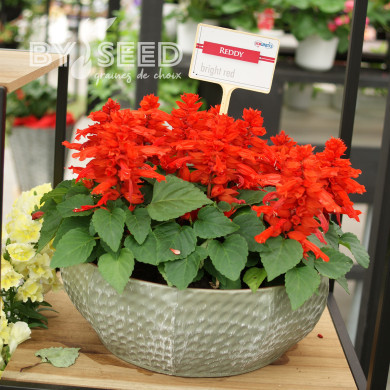 Sauge splendens Reddy