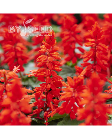 Sauge splendens Reddy