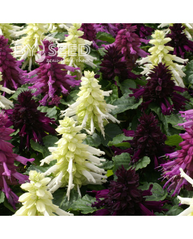 Sauge splendens Reddy Nero Mixture
