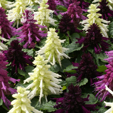 Sauge splendens Reddy Nero Mixture