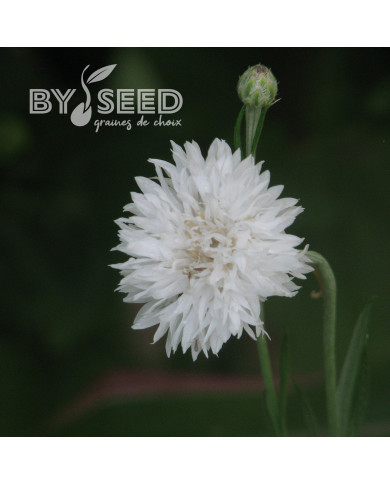 Centaurée barbeau Snowman