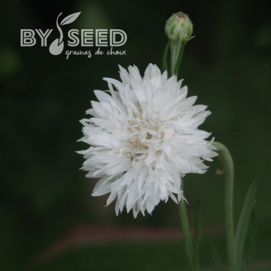 Centaurée barbeau Snowman