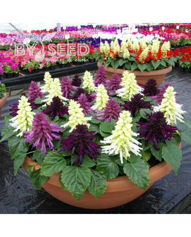 Sauge splendens Reddy Nero Mixture