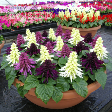 Sauge splendens Reddy Nero Mixture