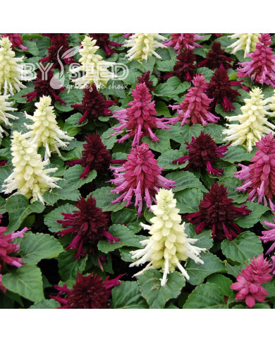Sauge splendens Reddy Nero Mixture