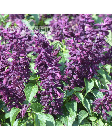 Sauge splendens Estella Purple