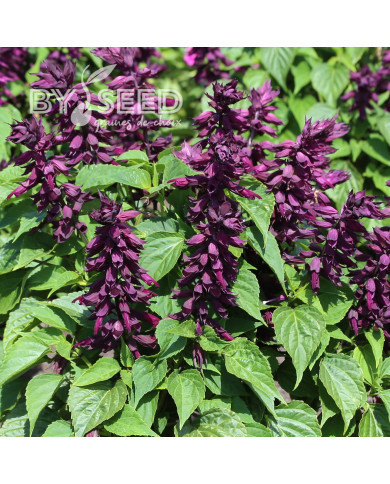 Sauge splendens Estella Purple