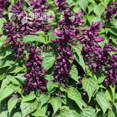 Sauge splendens Estella Purple
