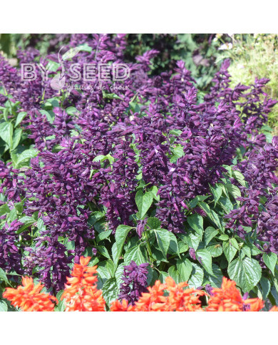 Sauge splendens Estella Purple