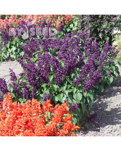Sauge splendens Estella Purple