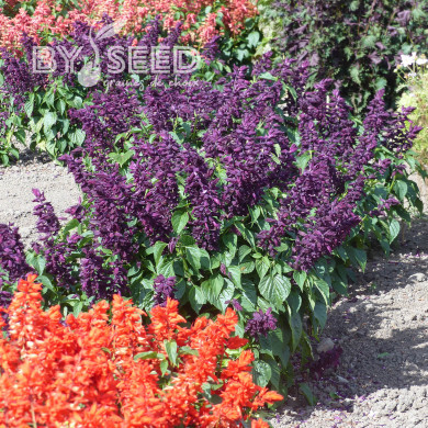 Sauge splendens Estella Purple