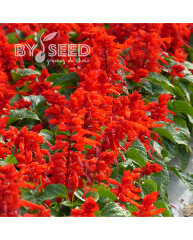 Sauge splendens Carabinière