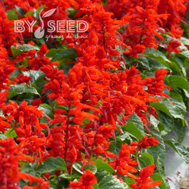 Sauge splendens Carabinière