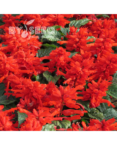 Sauge splendens Carabinière